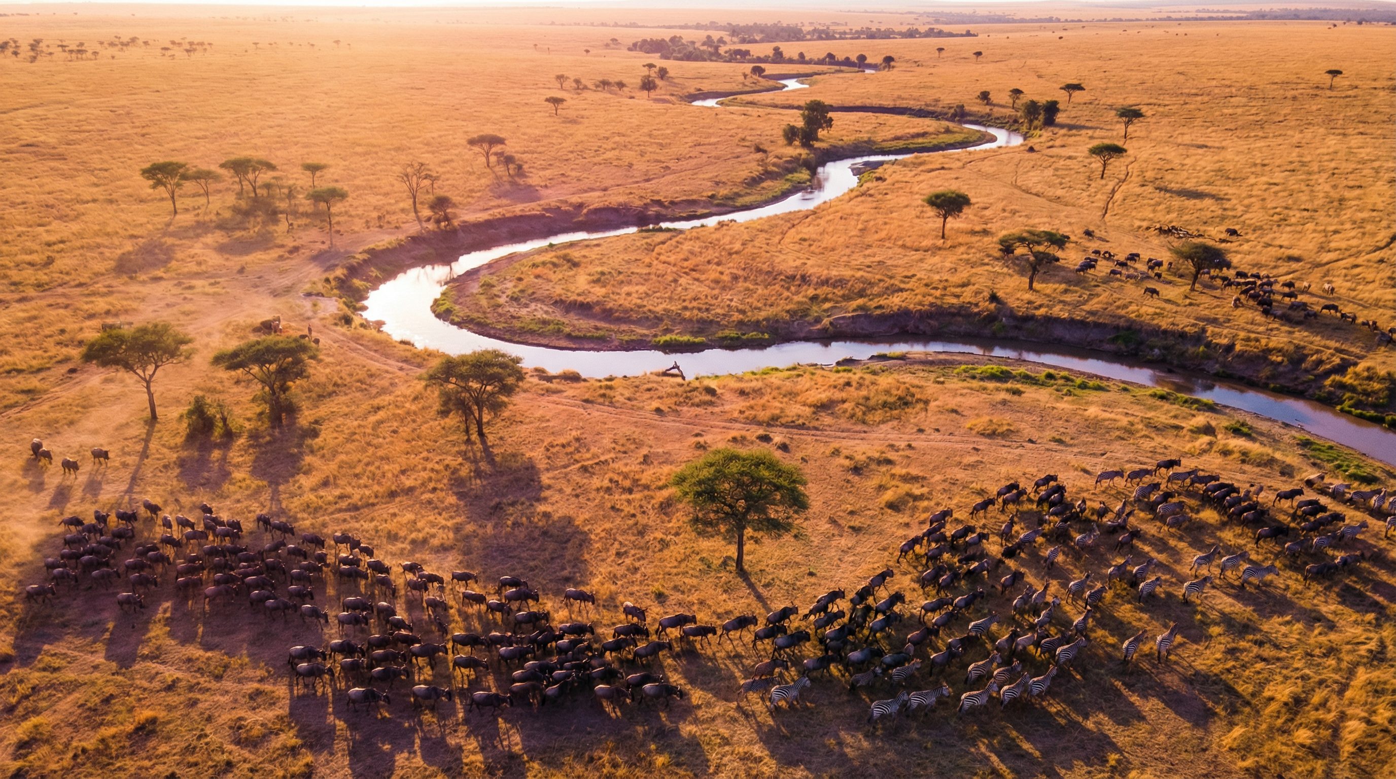 肉视频非洲野生动物