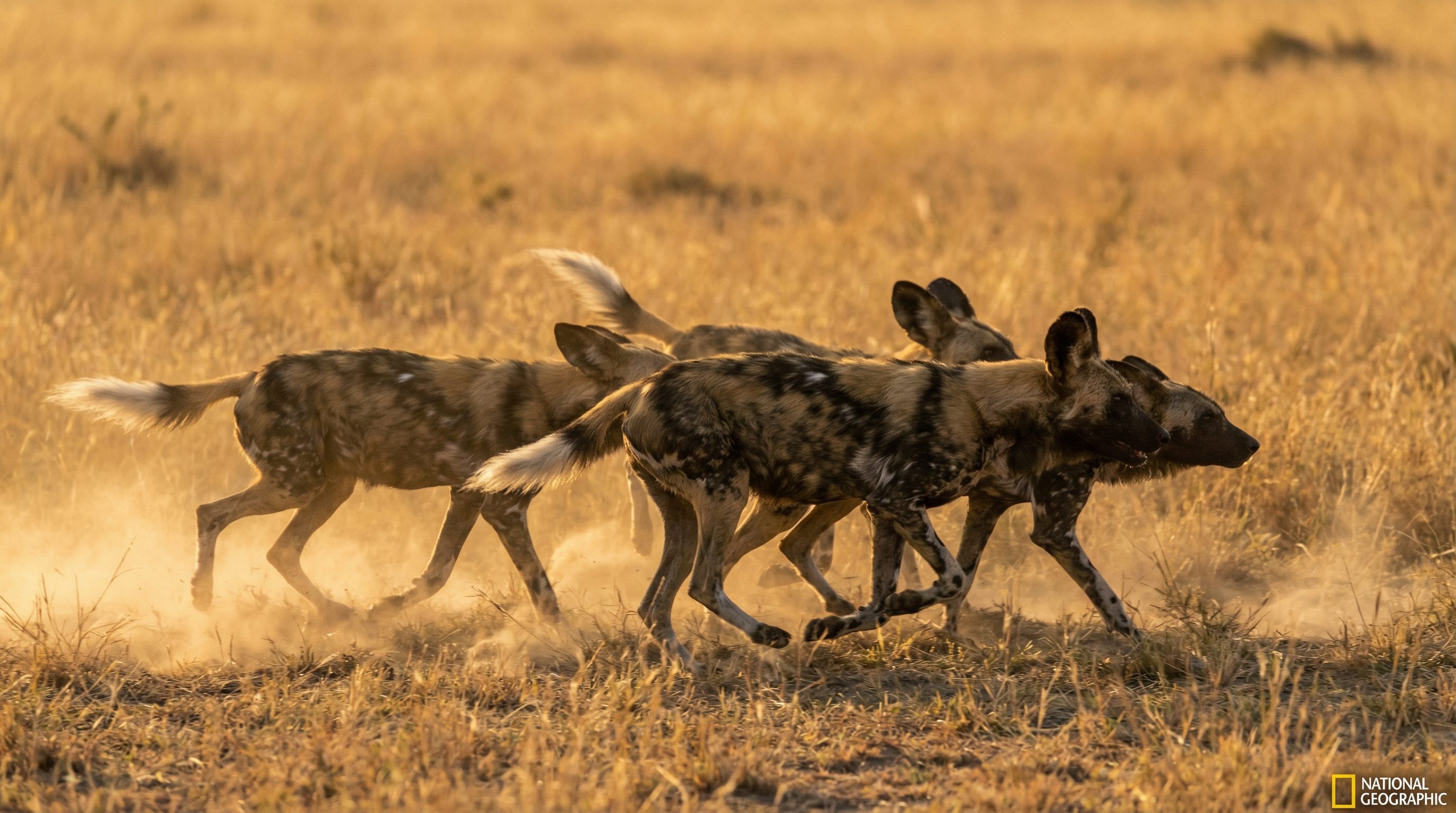 肉视频野生动物保护视频