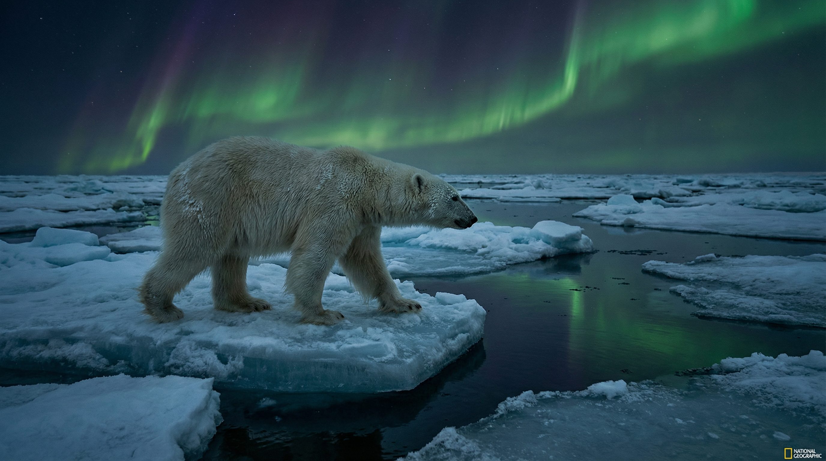 肉视频视频：北极熊极地探险视频演示